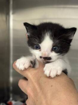BUBBLE -  Domestic Short Hair Cat for Adoption in West Chester, Pennsylvania - BUBBLE | PetCurious