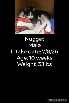 Nugget -  Domestic Short Hair Cat for Adoption in Staffordsville, Kentucky - Nugget | PetCurious