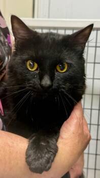 Shadow -  Domestic Short Hair Cat for Adoption in Trenton, New Jersey - Shadow | PetCurious