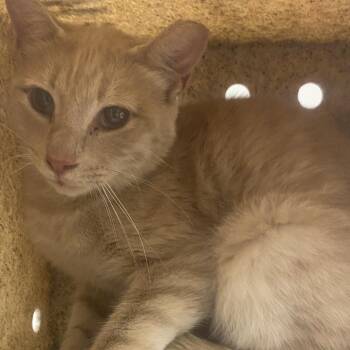 71658 -  Domestic Short Hair Cat for Adoption in Harrisonburg, Virginia - 71658 | PetCurious