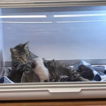 Nala -  Domestic Short Hair Cat for Adoption in Pauls Valley, Oklahoma - Nala | PetCurious
