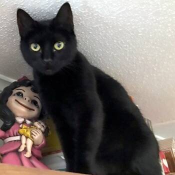 Rescue Domestic Short Hair Cats for Adoption in Livingston, Texas - Raven | PetCurious