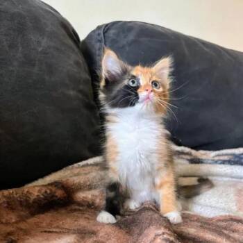 Little Bit -  Domestic Long Hair Cat for Adoption in Pearland, Texas - Little Bit | PetCurious