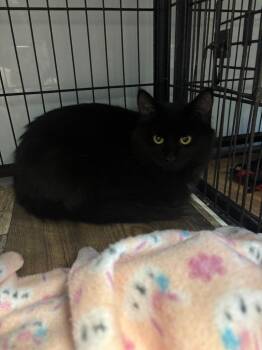 Joy -  Domestic Medium Hair Cat for Adoption in Algona, Iowa - Joy | PetCurious
