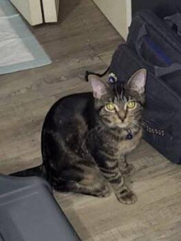 Domestic Short Hair Cats Available for Adoption - Barbara | PetCurious