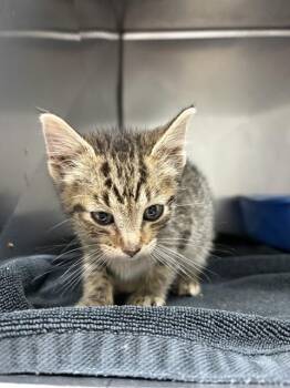 ROSITA -  Domestic Short Hair Cat Available for Adoption in Killeen, Texas - ROSITA | PetCurious