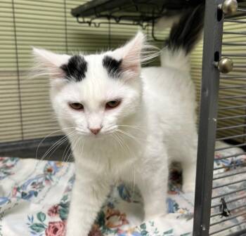 Domestic Medium Hair Cats Available for Adoption in Shorewood, Illinois - Snow White | PetCurious
