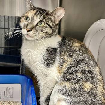 Dalia -  Domestic Short Hair Cat for Adoption in Las Vegas, Nevada - Dalia | PetCurious