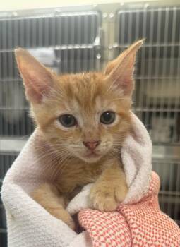 Cinnamon Jellybaby -  Domestic Short Hair Cat for Adoption in Vancouver, Washington - Cinnamon Jellybaby | PetCurious