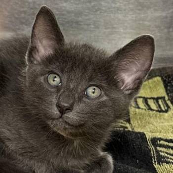 Raiden -  Domestic Short Hair Cat for Adoption in Walnut Creek, California - Raiden | PetCurious