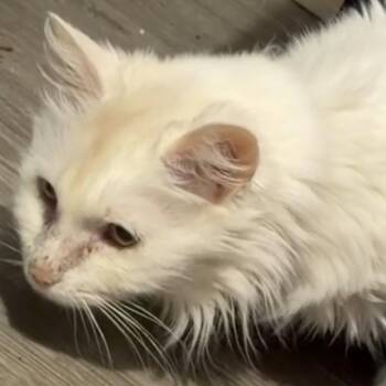 Domestic Long Hair Cats Available for Adoption in New Orleans, Louisiana - Snow | PetCurious