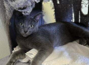 Spunky -  Domestic Short Hair Cat for Adoption in Larned, Kansas - Spunky | PetCurious