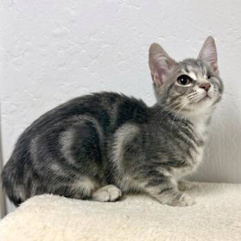 Inez -  Domestic Short Hair Cat for Adoption in Pleasant Hill, California - Inez | PetCurious