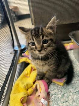 Macchiato -  Domestic Short Hair Cat for Adoption in Marion, Ohio - Macchiato | PetCurious