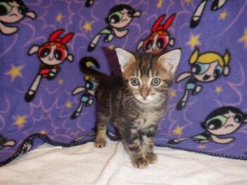 ROD -  Domestic Short Hair Cat for Adoption in San Jose, California - ROD | PetCurious
