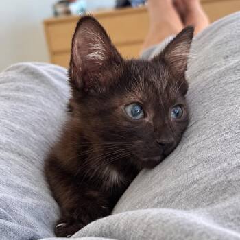 Bear -  Domestic Medium Hair Cat for Adoption in Long Beach, California - Bear | PetCurious