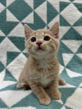 Thomas -  Domestic Short Hair Cat for Adoption in Columbus, Ohio - Thomas | PetCurious