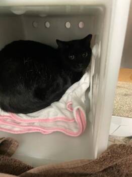 PEPPER -  Domestic Short Hair Cat for Adoption in West Palm Beach, Florida - PEPPER | PetCurious