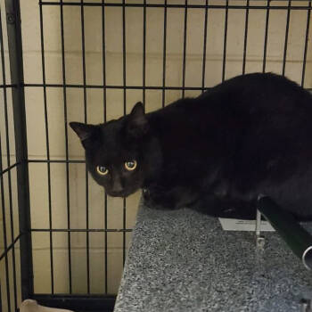 Rescue Domestic Short Hair Cats for Adoption in Columbus, North Carolina - Obsidian | PetCurious