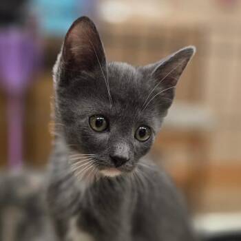 Domestic Short Hair Cats Available for Adoption in Wickenburg, Arizona - Honda | PetCurious