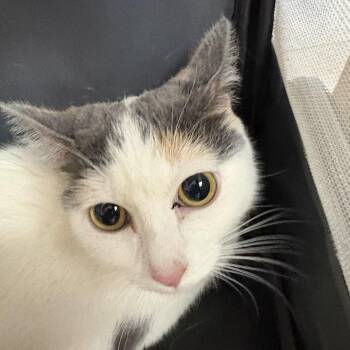 Papa Nooch -  Domestic Short Hair Cat for Adoption in Hays, Kansas - Papa Nooch | PetCurious