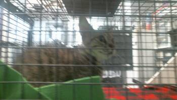 A2094451 -  Domestic Short Hair Cat for Adoption in Houston, Texas - A2094451 | PetCurious