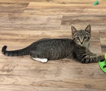 Patrick -  Domestic Short Hair and Tabby Cat for Adoption in Houston, Texas - Patrick | PetCurious