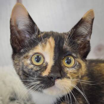 Rumi -  Calico and Domestic Short Hair Cat for Adoption in Huntley, Illinois - Rumi | PetCurious