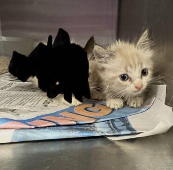 Poppy -  Domestic Long Hair and Siamese Cat for Adoption in Gainesville, Virginia - Poppy | PetCurious