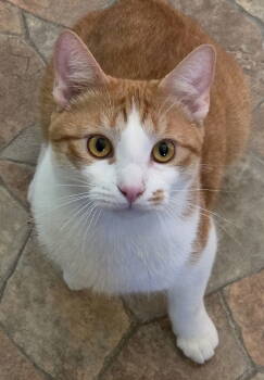 Rescue Domestic Short Hair Cats for Adoption in Pittsboro, North Carolina - Doobie | PetCurious