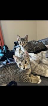 Rescue Domestic Short Hair Cats for Adoption in Missoula, Montana - Peanut And Cashew | PetCurious