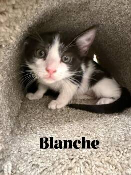 Blanche -  Domestic Short Hair Cat for Adoption in Alafaya, Florida - Blanche | PetCurious