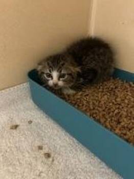 Star Burst -  Domestic Medium Hair Cat for Adoption in Lake Tapwingo, Missouri - Star Burst | PetCurious