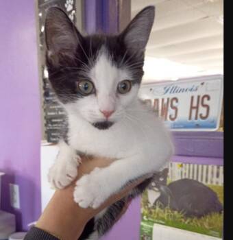 Nessa -  Domestic Short Hair Cat Available for Adoption in Rockford, Illinois - Nessa | PetCurious