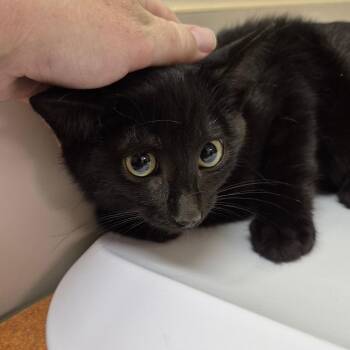1_2_3_4_5 -  Domestic Short Hair Cat for Adoption in Drumheller, Alberta - 1_2_3_4_5 | PetCurious