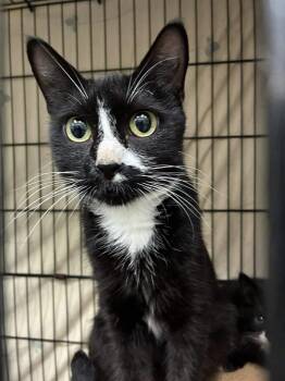 Rescue Domestic Short Hair Cats for Adoption in Jefferson, New Jersey - Stevie Nicks | PetCurious