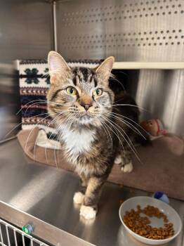 Furgus -  Domestic Medium Hair Cat for Adoption in Minot, North Dakota - Furgus | PetCurious