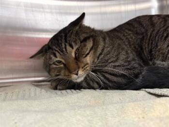 Munchkin -  Domestic Short Hair Cat for Adoption in West Chester, Pennsylvania - Munchkin | PetCurious