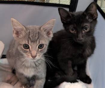 Hocking Kittens -  Tabby and Tuxedo Cat for Adoption in Carroll, Ohio - Hocking Kittens | PetCurious