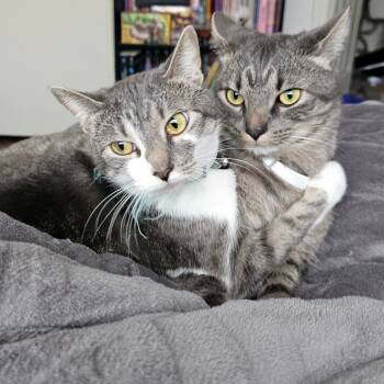 Rescue Domestic Short Hair Cats for Adoption in Rochester, Minnesota - Morrigan | PetCurious