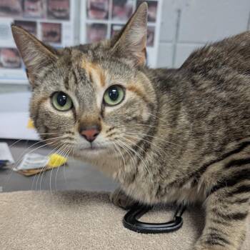 Half Baked (Holland Cat Cove) -  Domestic Short Hair Cat for Adoption in West Olive, Michigan - Half Baked (Holland Cat Cove) | PetCurious