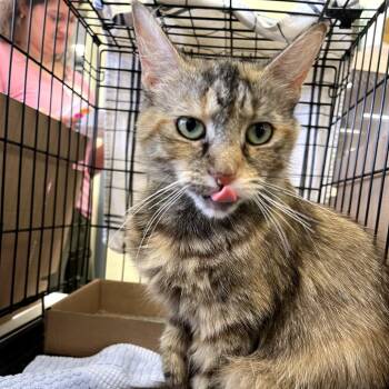Scotter Pie -  Domestic Short Hair Cat for Adoption in Philadelphia, Pennsylvania - Scotter Pie | PetCurious