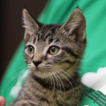 Irvin -  Domestic Short Hair Cat for Adoption in Versailles, Kentucky - Irvin | PetCurious