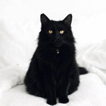 Domestic Long Hair Cats Available for Adoption - Astro | PetCurious