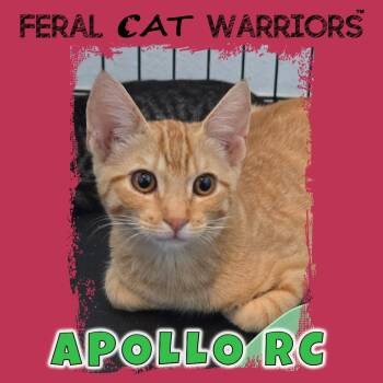 Apollo RC -  Domestic Short Hair Cat for Adoption in Kingman, Arizona - Apollo RC | PetCurious