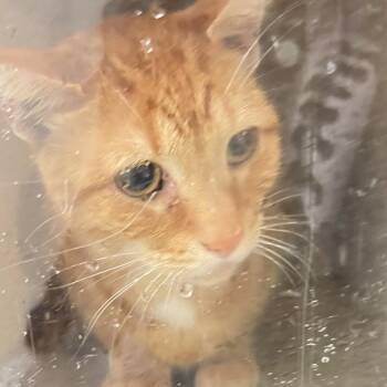 Zammy -  Domestic Short Hair Cat for Adoption in Philadelphia, Pennsylvania - Zammy | PetCurious