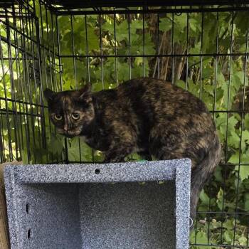Alison -  Domestic Short Hair Cat for Adoption in Salt Lake City, Utah - Alison | PetCurious