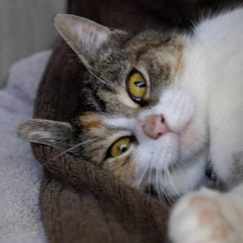 Luna 9 -  Domestic Short Hair Cat Available for Adoption in La Grange, Kentucky - Luna 9 | PetCurious