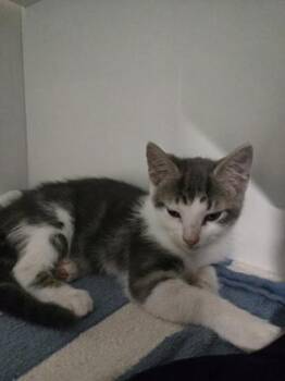 TikTok -  Domestic Short Hair Cat for Adoption in Savannah, Georgia - TikTok | PetCurious