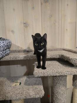 Celia -  Domestic Short Hair Cat for Adoption in Vancouver, Washington - Celia | PetCurious